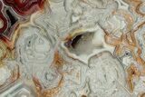 Polished Crazy Lace Agate Section - Mexico #326146-1